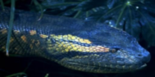 Anaconda blurred.jpg
