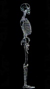 Tutorial Low-Poly-Mensch1 bones2.jpg