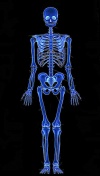 Tutorial Low-Poly-Mensch1 bones1.jpg